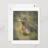 シーオッターポストカード ポストカード (正面/裏面)