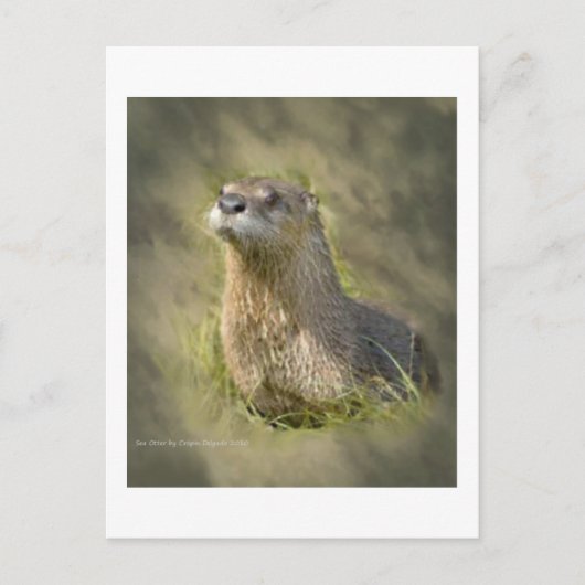 シーオッターポストカード ポストカード (正面)