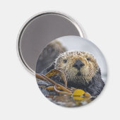 シーオッター磁石 マグネット (正面/裏面)