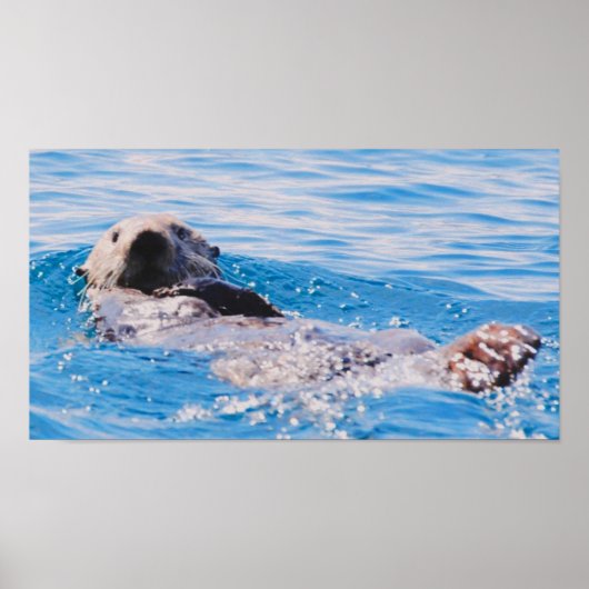 シーオッター ポスター (正面)