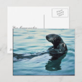 シーオッター ポストカード (正面/裏面)