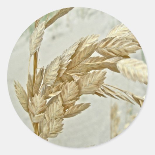 シーオーツアウターバンクNCシリーズ ラウンドシール (正面)