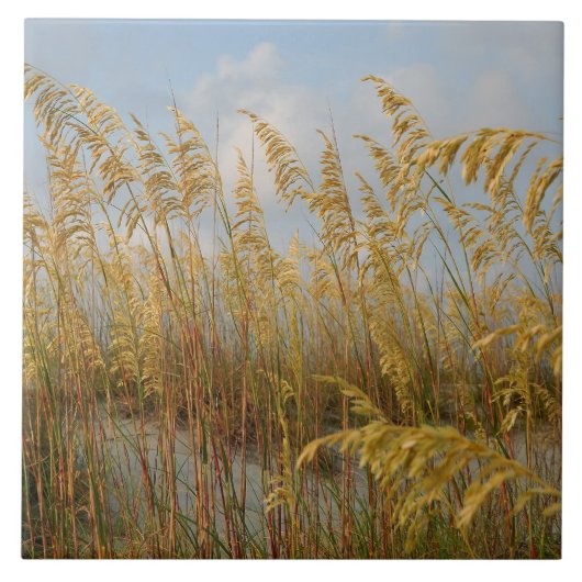 シーオーツオンザビーチ砂丘 タイル (正面)