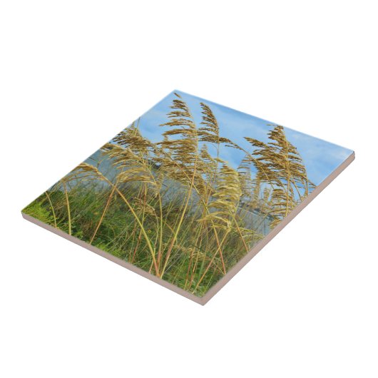 シーオーツ タイル (側面)