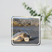 シーカメ招待状 招待状 (スタンド正面)