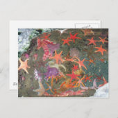 シーカラフルスターズ ポストカード (正面/裏面)