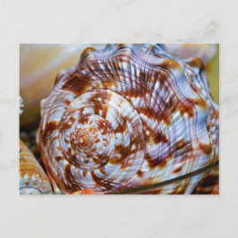 シーカラフルセルはがき ポストカード