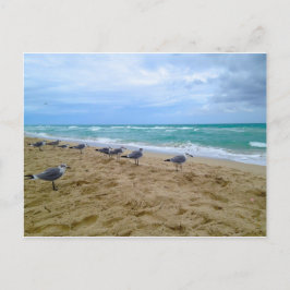 シーガルはがき ポストカード