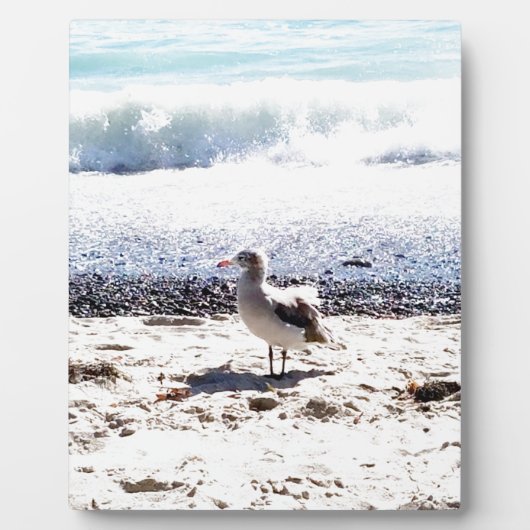 シーガルは海ビーチ写真 フォトプラーク (正面)