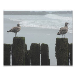 シーガルズアットウォッチ フォトプリント           