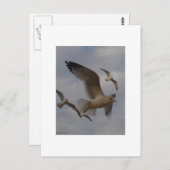 シーガルズ ポストカード (正面/裏面)