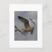 シーガルズ ポストカード (正面)