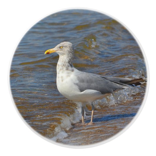 シーガルセラミックノブ セラミックノブ (正面)