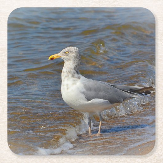 シーガルパーティーコースター スクエアペーパーコースター (正面)
