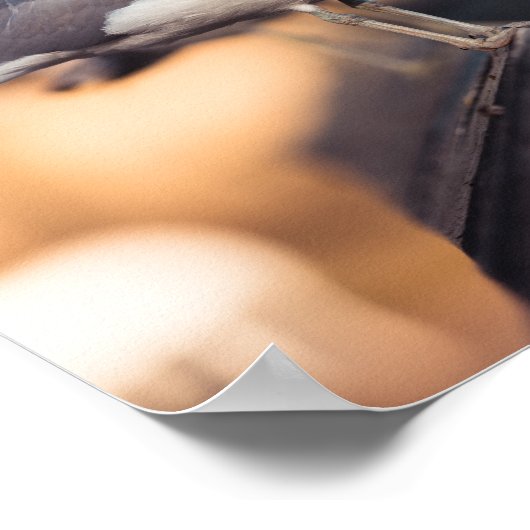 シーガルー ポスター (角)