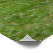 シーガル歩くインザパーク ポスター (角)