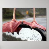 シーガル足 ポスター (正面)