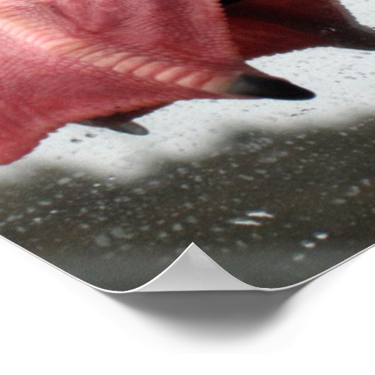 シーガル足 ポスター (角)