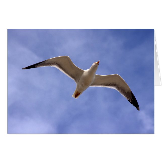 シーガル (正面横)