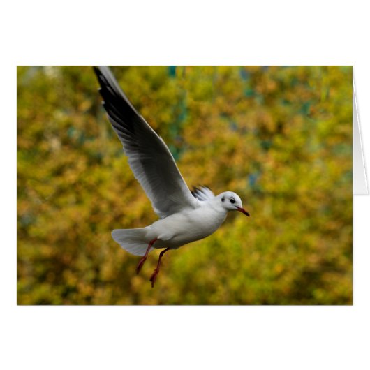 シーガル (正面横)