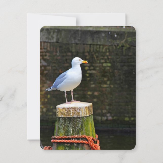 シーガル (正面)