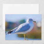 シーガル シーズンカード (正面/裏面)