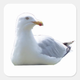 シーガル スクエアシール