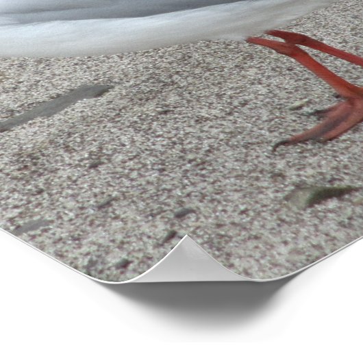 シーガル ポスター (角)