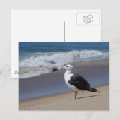 シーガル ポストカード (正面/裏面)