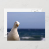 シーガル ポストカード (正面/裏面)