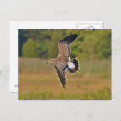 シーガル ポストカード (正面/裏面)