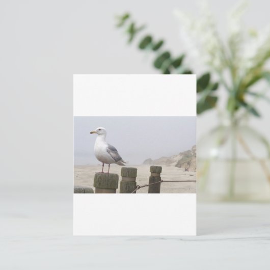 シーガル ポストカード (スタンド正面)