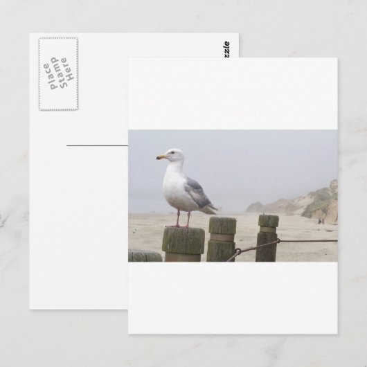 シーガル ポストカード (正面/裏面)