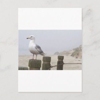 シーガル ポストカード