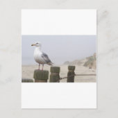 シーガル ポストカード (正面)