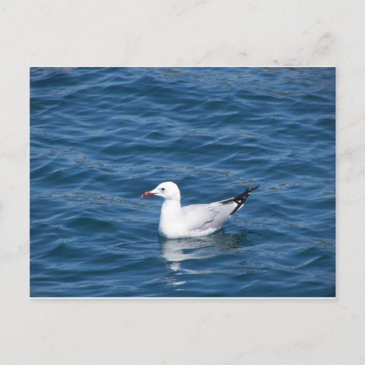 シーガル ポストカード (正面)