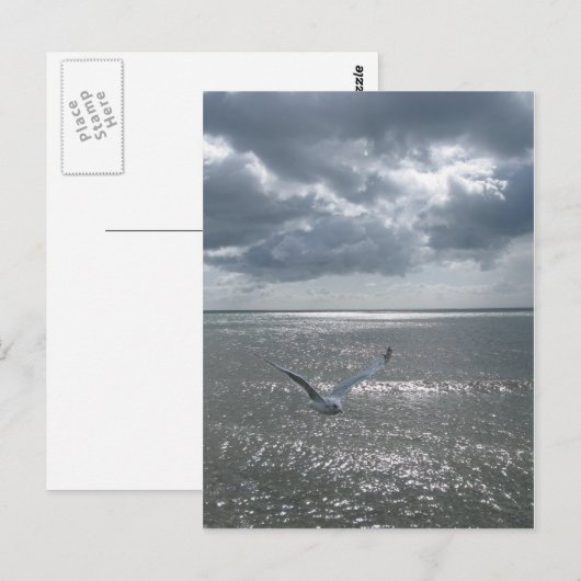 シーガル ポストカード (正面/裏面)