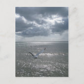 シーガル ポストカード (正面)