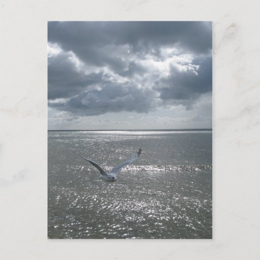 シーガル ポストカード (正面)