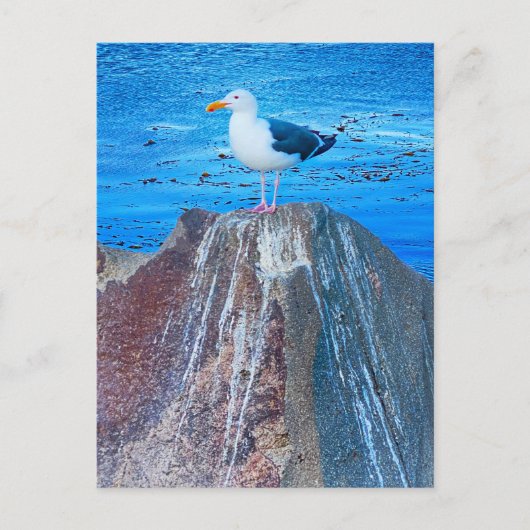 シーガル ポストカード (正面)