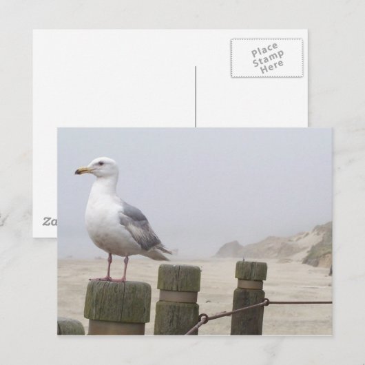 シーガル ポストカード (正面/裏面)