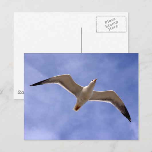 シーガル ポストカード (正面/裏面)