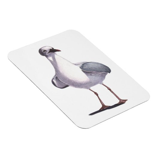 シーガル マグネット (右側)