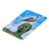 シーガル マグネット (左側)