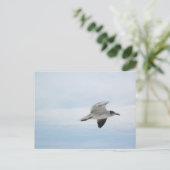 シーガ飛んでいるル ポストカード (スタンド正面)