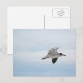 シーガ飛んでいるル ポストカード (正面/裏面)