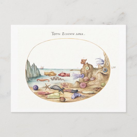 シークリーチャーイラストレーション ポストカード (正面)