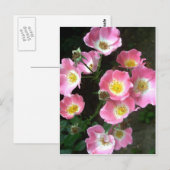 シークレットガーデンバラ写真 ポストカード (正面/裏面)