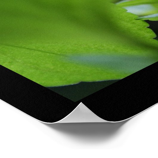 シークレットバイオレット花の写真ポスター ポスター (角)