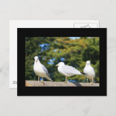 シーグルのトリオ葉書 ポストカード (正面/裏面)